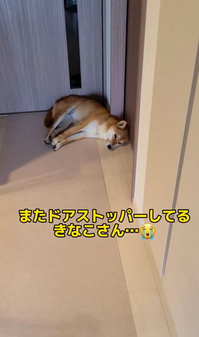 またドアストッパーしてるきなこさん