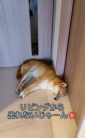 リビングから出れないじゃーん