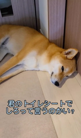 君のトイレシートでしろっていうのかい