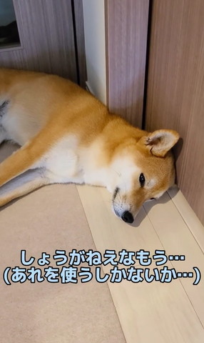 しょうがねえなもう