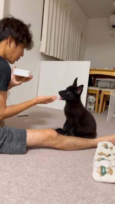 後ろでお手をする兄犬