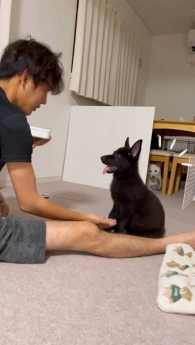 後ろでお手をする兄犬