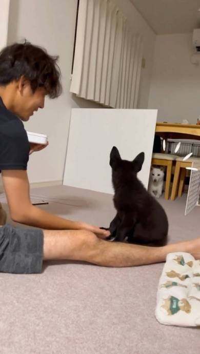 後ろでお手をする兄犬