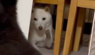 後ろでお手をする兄犬