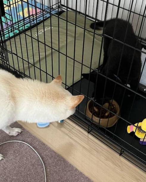 後ろでお手をする兄犬