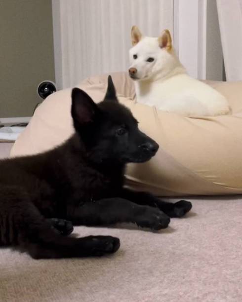 後ろでお手をする兄犬