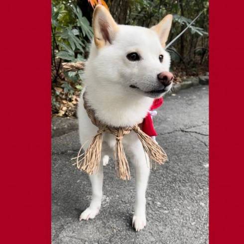 後ろでお手をする兄犬