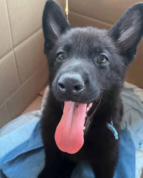 後ろでお手をする兄犬