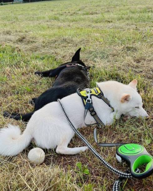後ろでお手をする兄犬