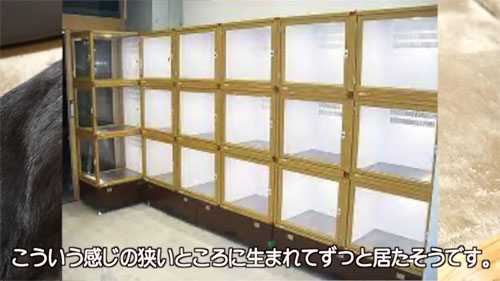 シンバくんのいた場所