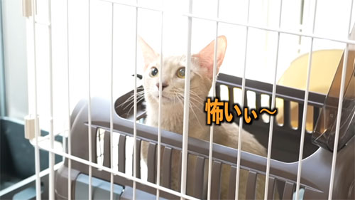 こわがるシンバくん