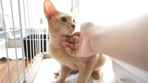 あごをさわられるシンバくん