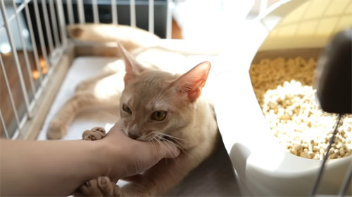 手をかむシンバくん