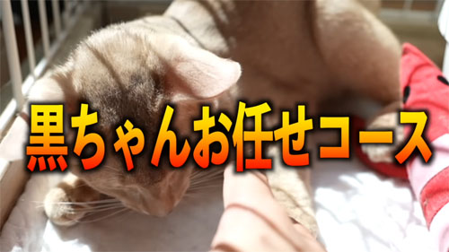 黒ちゃんに任されるシンバくん