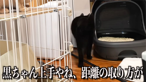 距離をとる黒ちゃん