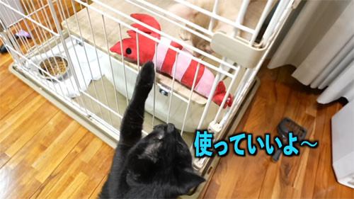 やさしい黒ちゃん