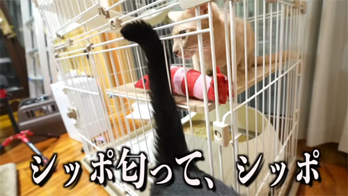 においをかがせる黒ちゃん