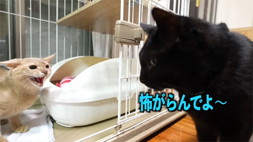 威嚇される黒ちゃん