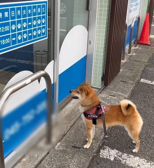 柴犬病院