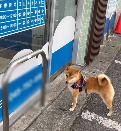 動かない犬
