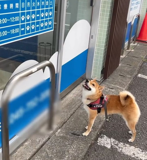 ドアを見上げる犬