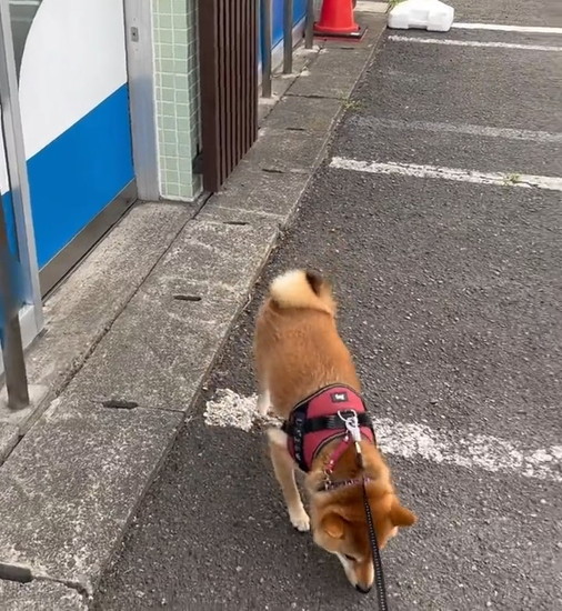 連れられる犬