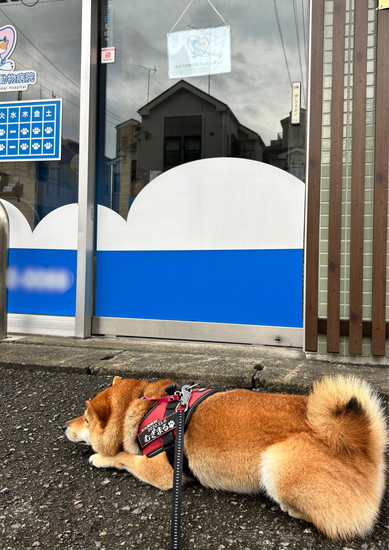座り込む犬