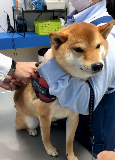 注射に耐える犬