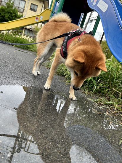 水たまりを見る犬