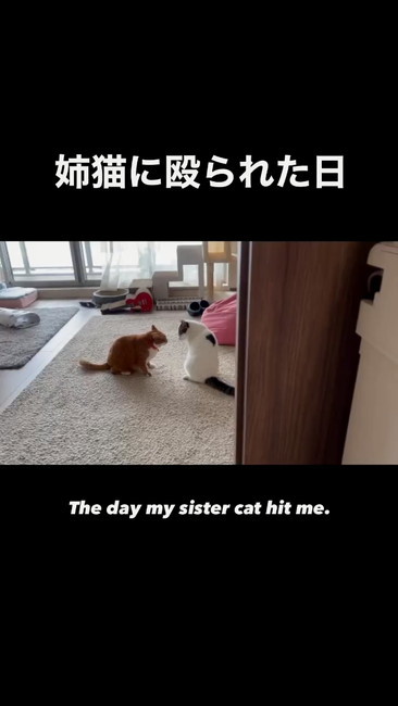 姉妹猫