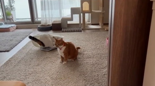 近づいて来た妹