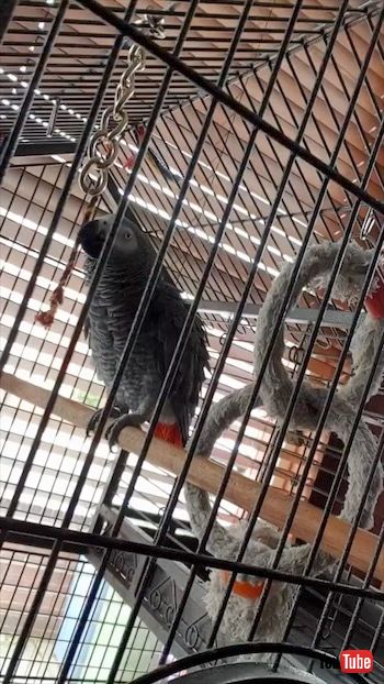 リズムにのるヨウム