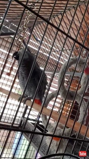 ビートボックスにノリノリヨウム