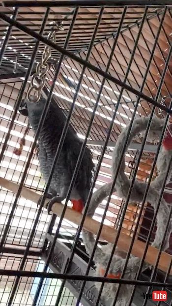 ノリノリヨウム