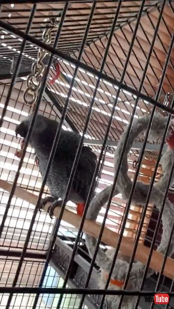 陽キャなヨウム