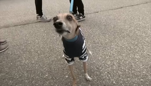 とやまソフトセンター踏ん張り屋さん