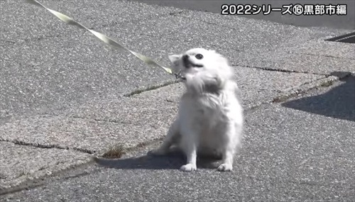 とやまソフトセンター踏ん張り屋さん