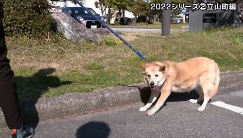 とやまソフトセンター踏ん張り屋さん