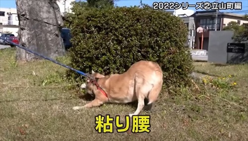 とやまソフトセンター踏ん張り屋さん