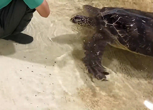 スタッフさんを見つめるウミガメ