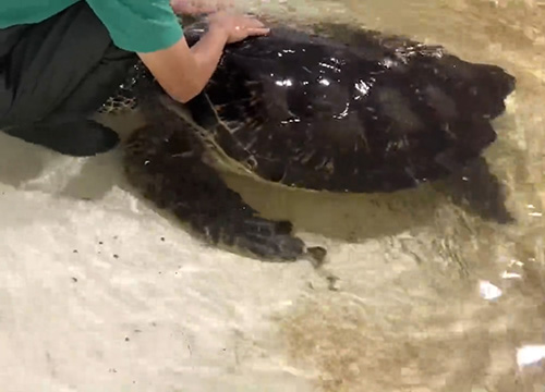 頭をつっこんでくるウミガメ