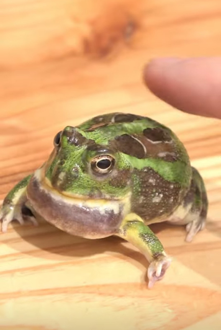 チャコガエルのどがふくらんだ状態