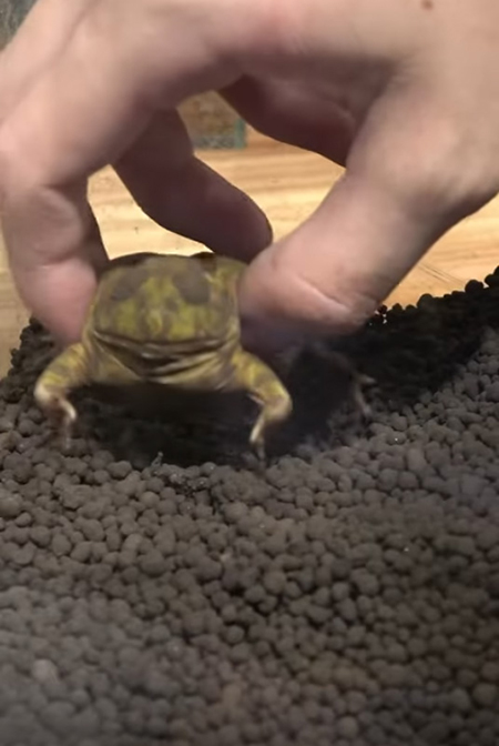 掘り出す