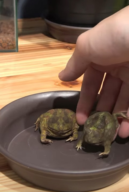 カエルを入れる