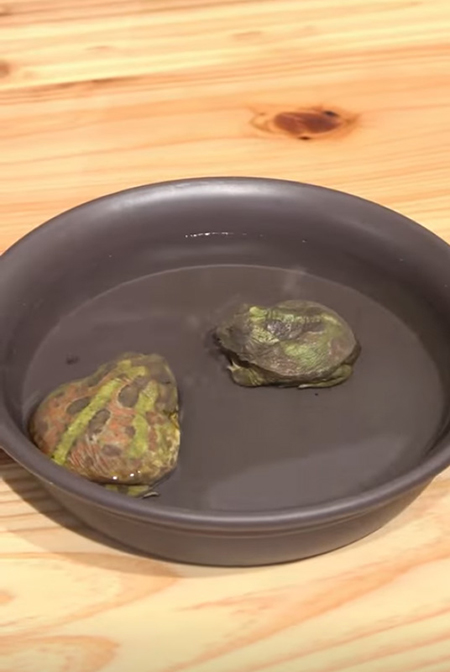 水を注いで待つ