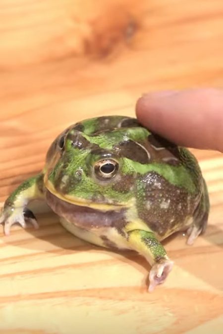 チャコガエルアップ