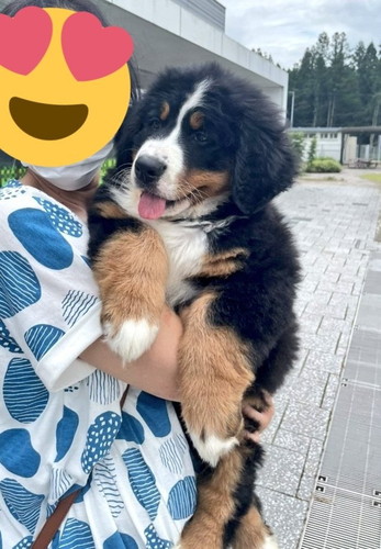 バーニーズマウンテンドッグの子犬