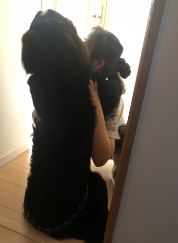 バーニーズマウンテンドッグの成犬