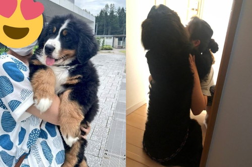すくすく育つ犬