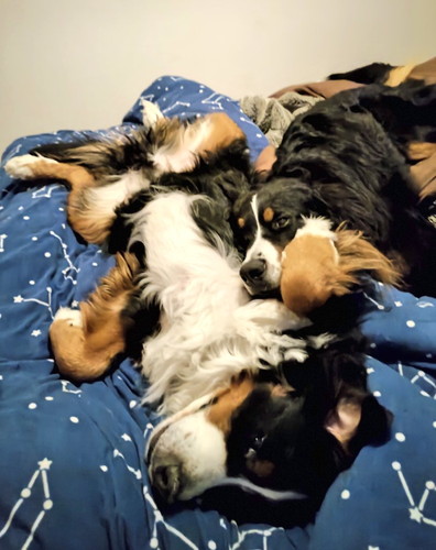 仲良しな大型犬